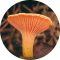 MYCOSYNERGY - Vitální houby
