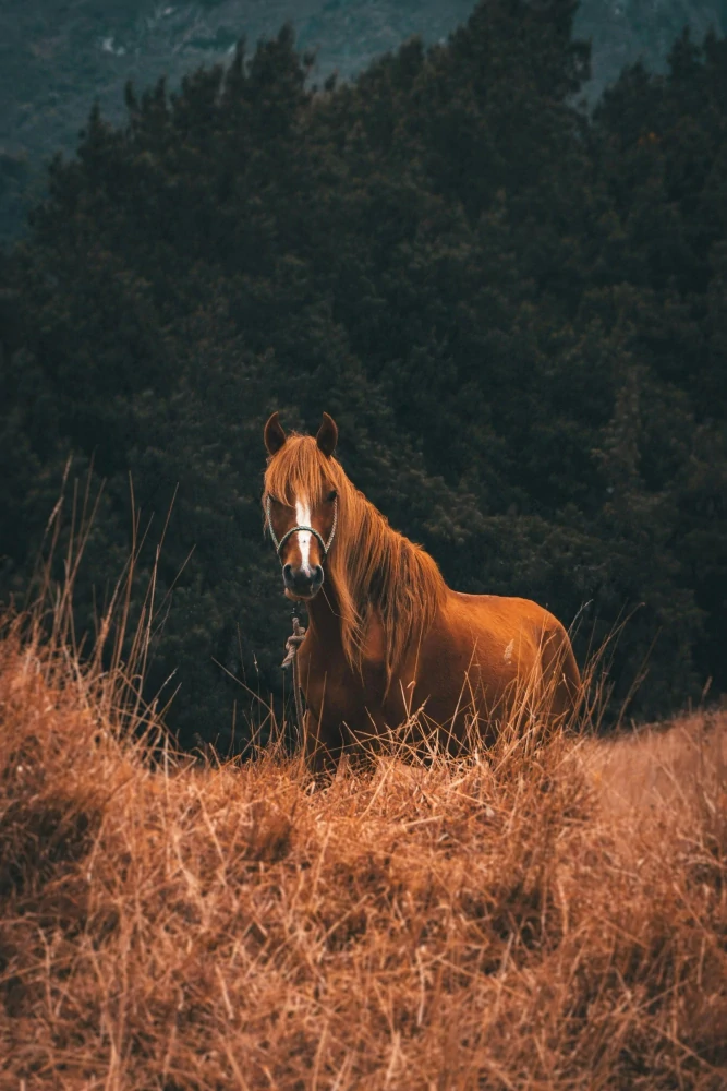 Ulcerovet ENERGY